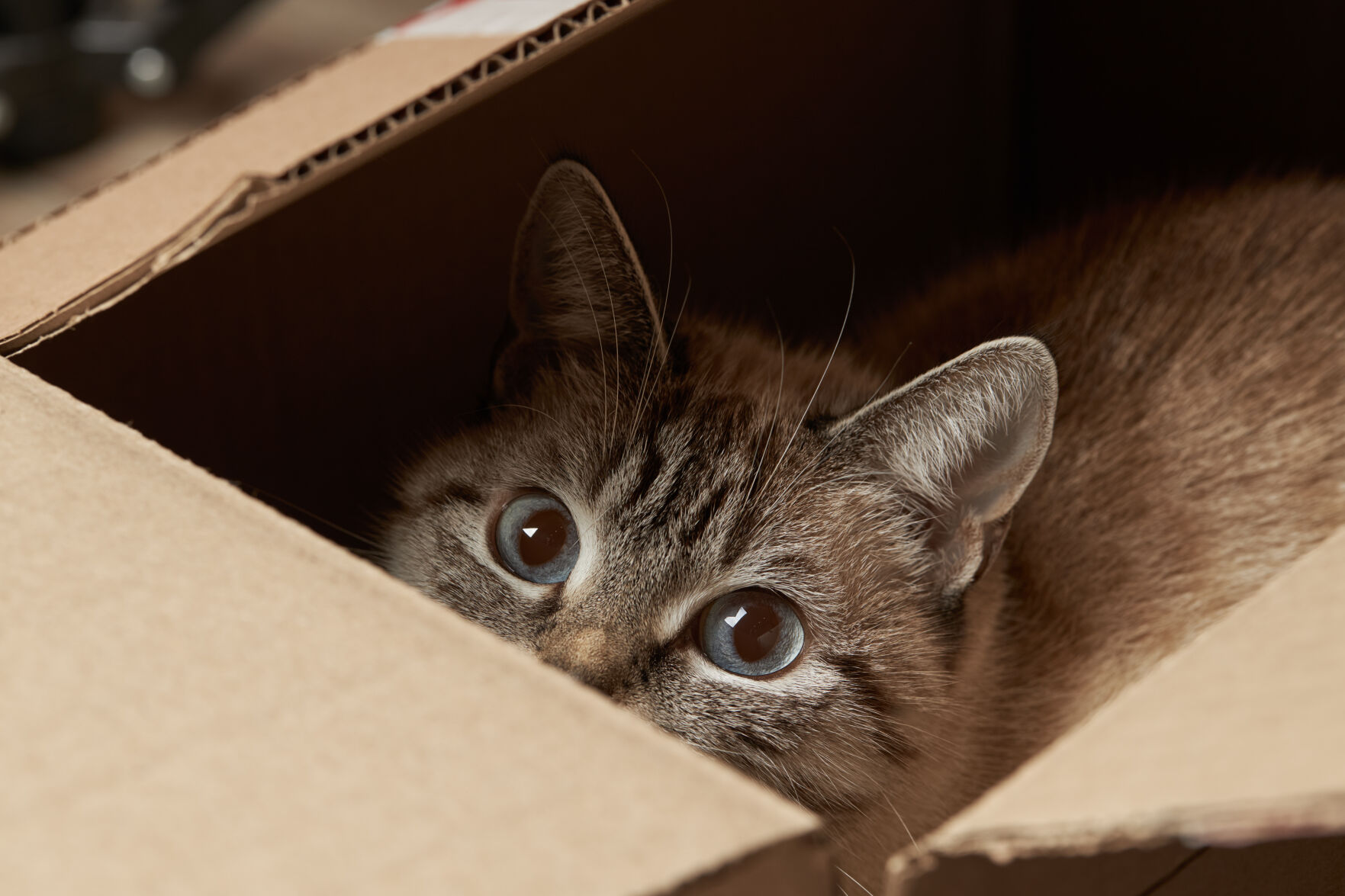 domestic tabby cat hiding at paper box. domestic pet